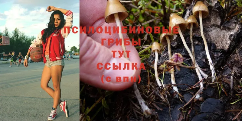 Псилоцибиновые грибы Cubensis  Сыктывкар 